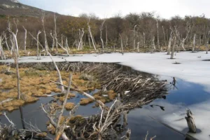 why are invasive species dangerous to the environment?